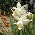 Narcissus triandrus 'Thalia'